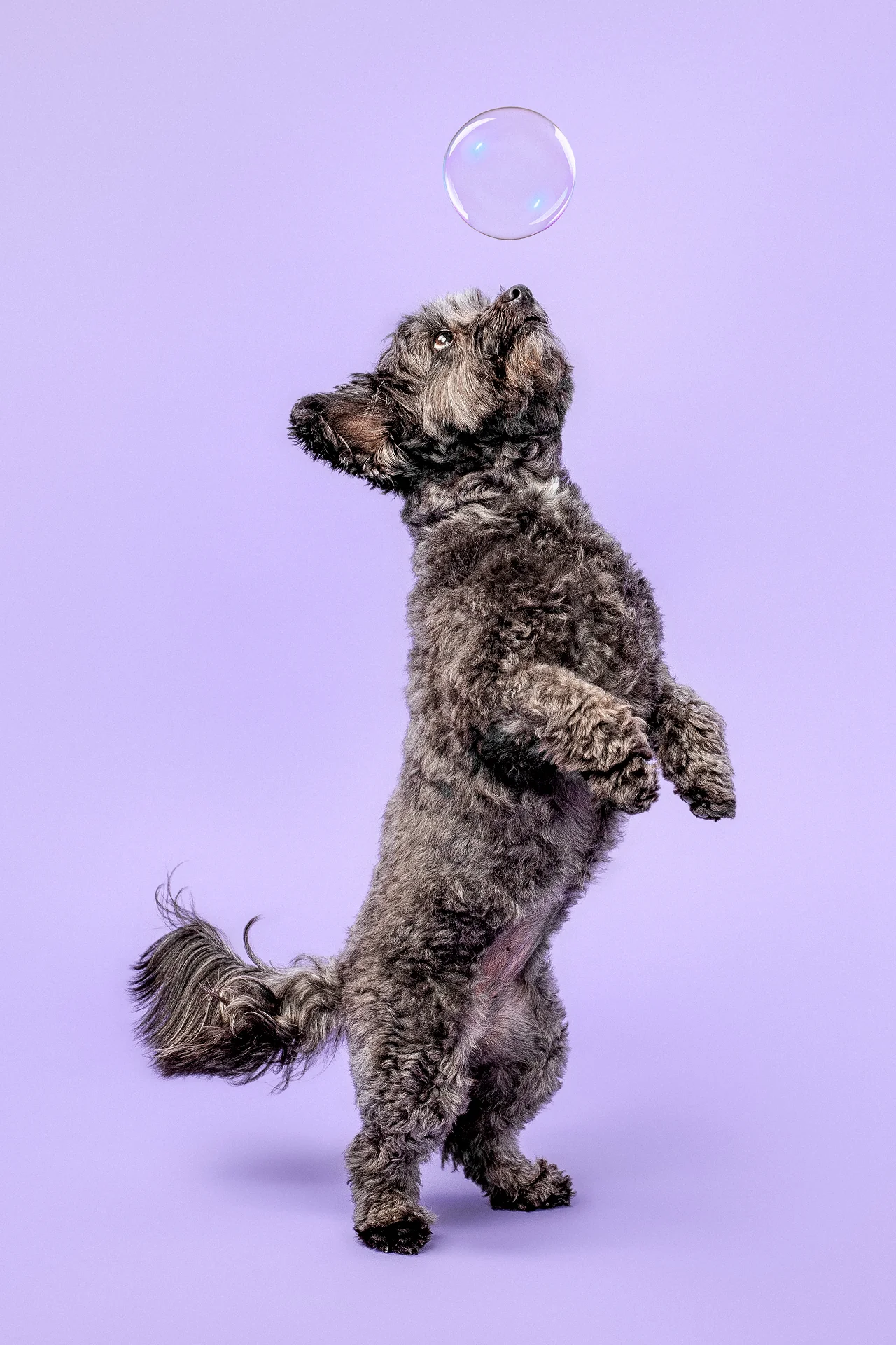 Fur Kids Shiny Coat Shampoo + Conditioner | Coconut + Mango | 16 oz - Image 8