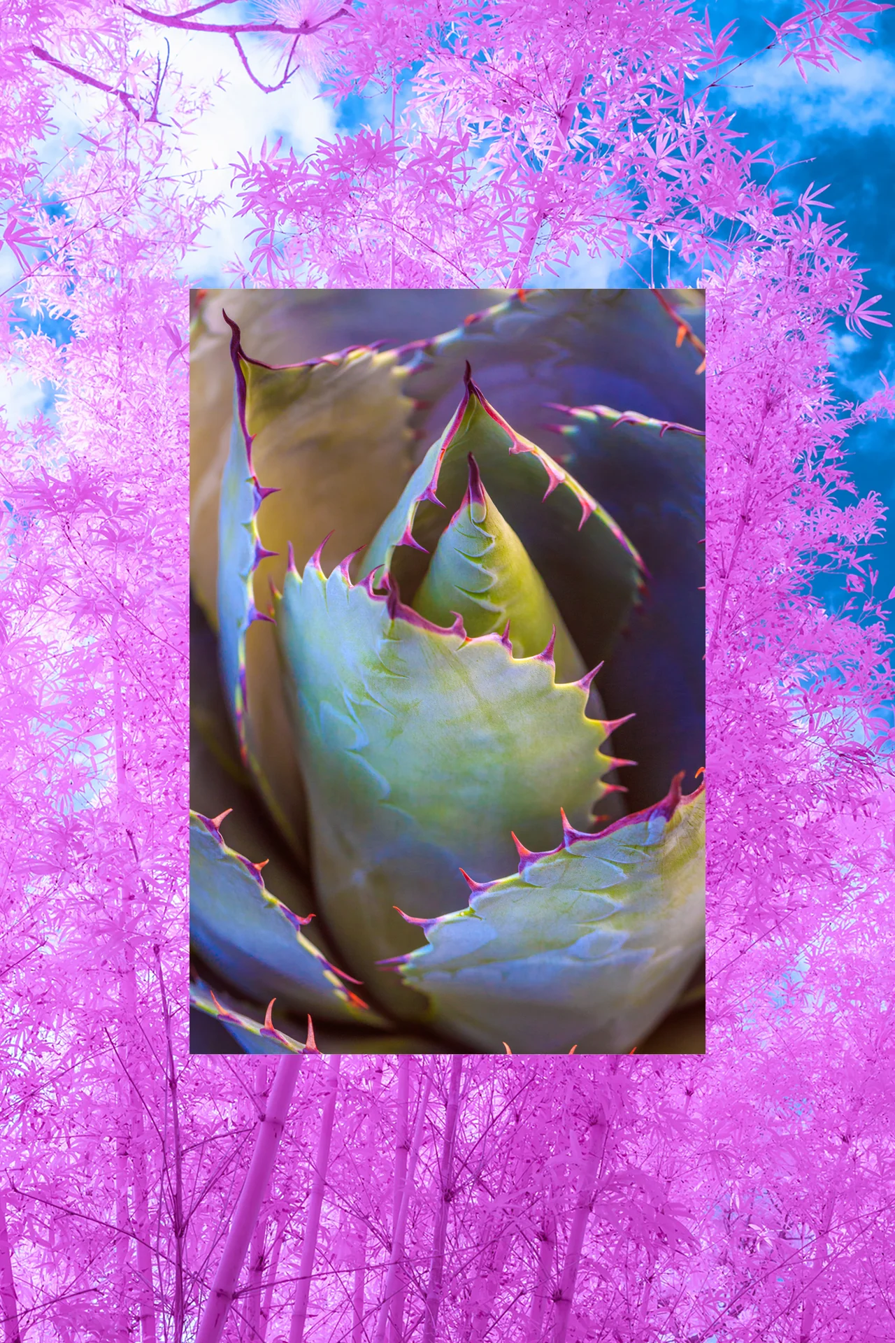 The Not So Dry Shampoo | Aloe + Bamboo | 4 oz - Image 3